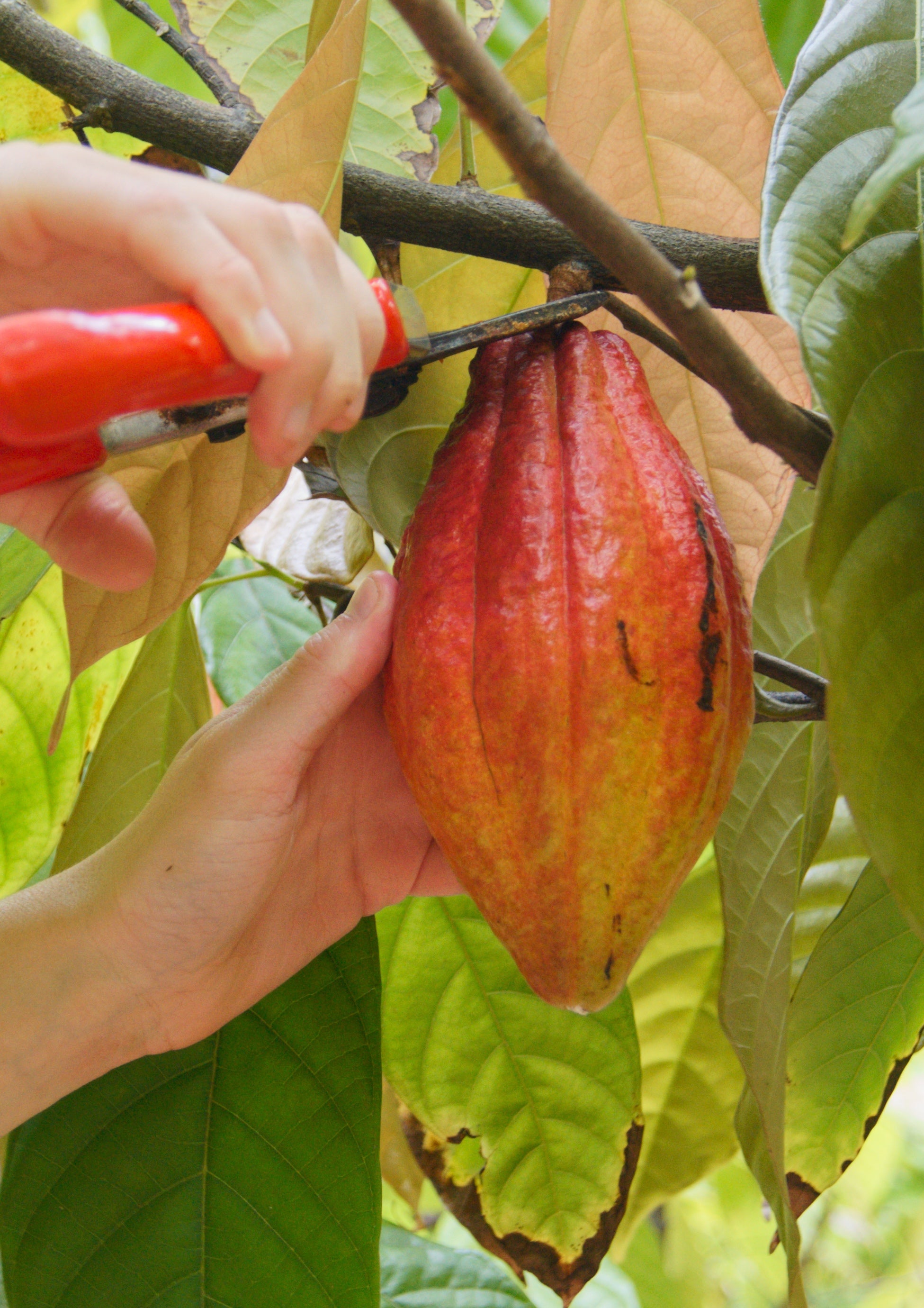 Lime in the Coconut 55% (Vegan)